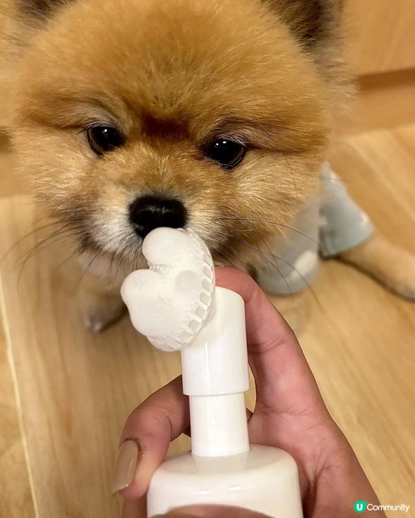 毛孩小腳掌恩物