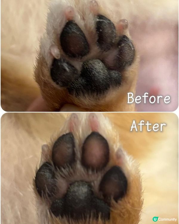 毛孩小腳掌恩物