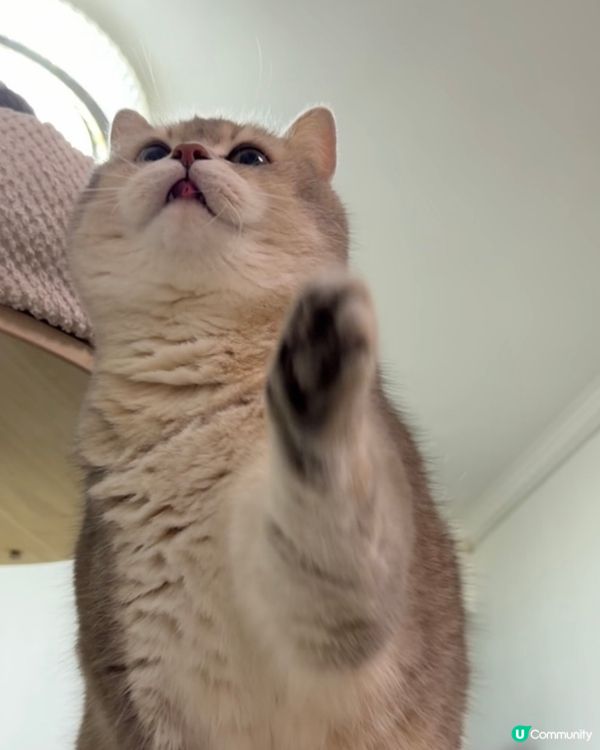 🐱🐱2隻小貓 #2026年展望清單