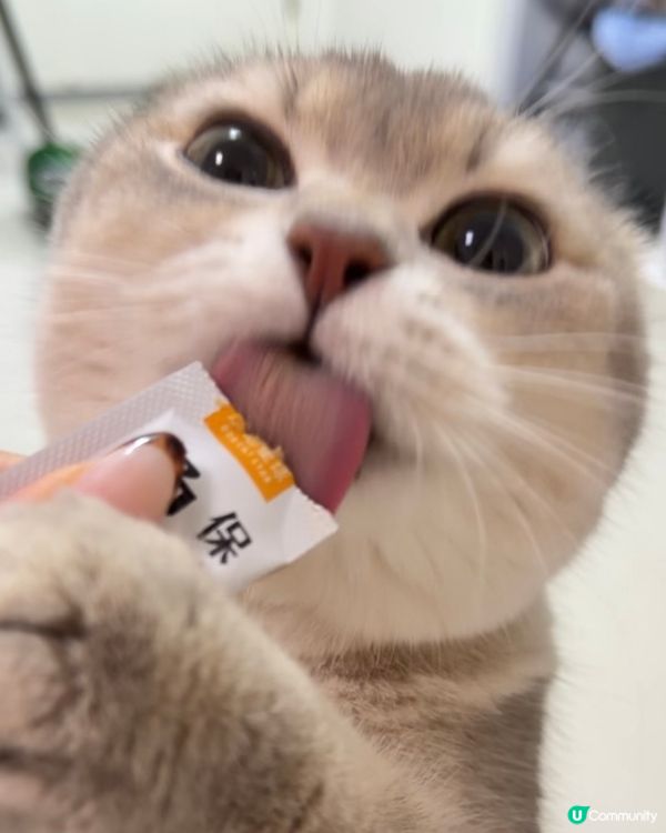 🐱🐱2隻小貓 #2026年展望清單