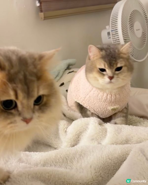 🐱🐱2隻小貓 #2026年展望清單