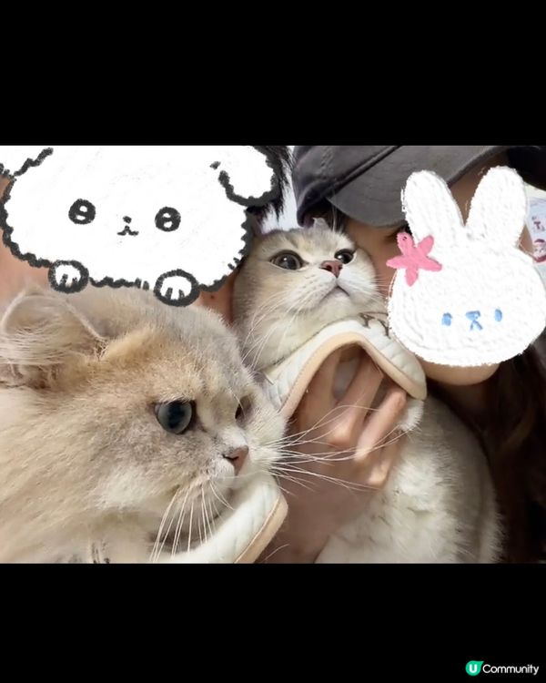 🐱🐱2隻小貓 #2026年展望清單