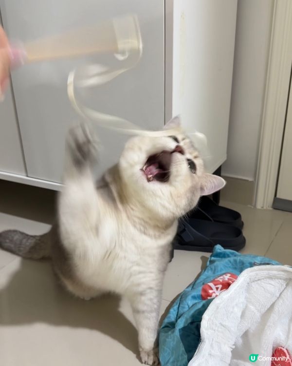 🐱🐱2隻小貓 #2026年展望清單