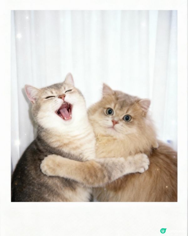 🐱🐱2隻小貓 #2026年展望清單