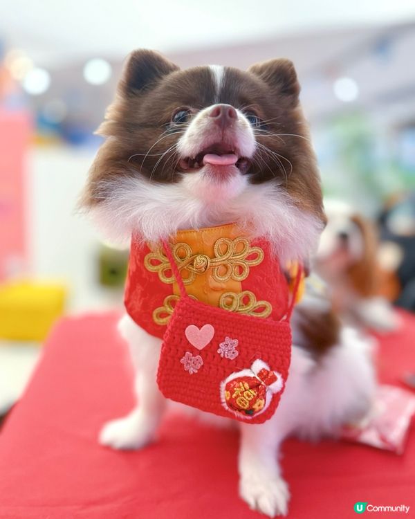北角匯新春福寵新look派對🎉