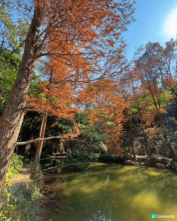 去深圳仙湖公園睇紅葉 🍁,真係一個好chill嘅活動!每年十...