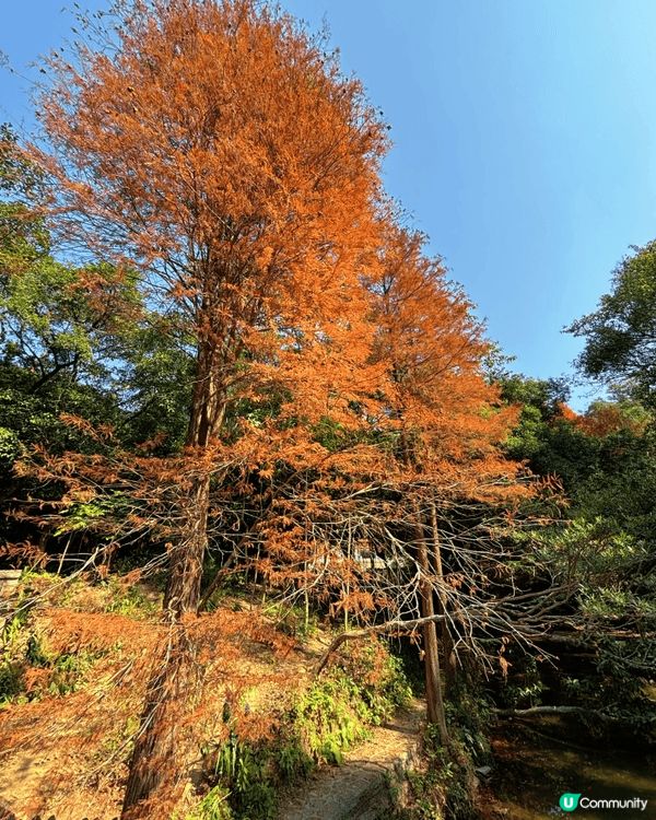 去深圳仙湖公園睇紅葉 🍁,真係一個好chill嘅活動!每年十...