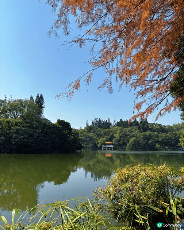 去深圳仙湖公園睇紅葉 🍁,真係一個好chill嘅活動!每年十...