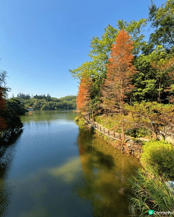 去深圳仙湖公園睇紅葉 🍁,真係一個好chill嘅活動!每年十...