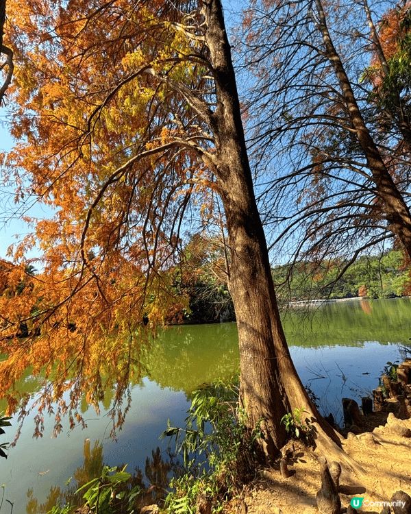去深圳仙湖公園睇紅葉 🍁,真係一個好chill嘅活動!每年十...