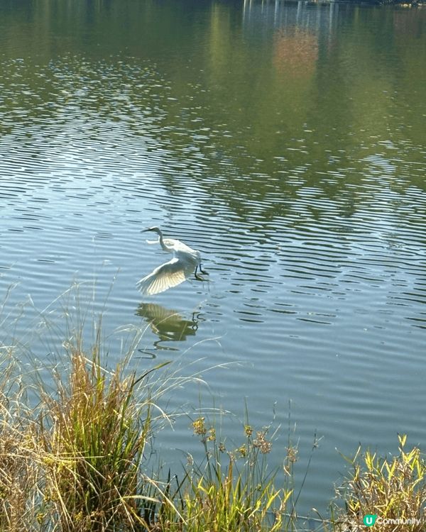 去深圳仙湖公園睇紅葉 🍁,真係一個好chill嘅活動!每年十...