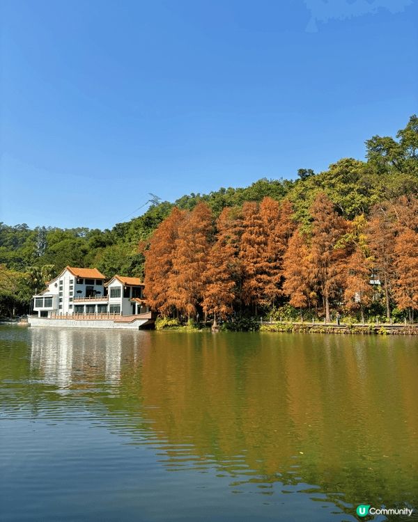 去深圳仙湖公園睇紅葉 🍁,真係一個好chill嘅活動!每年十...