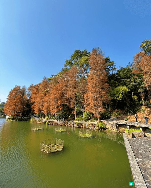 去深圳仙湖公園睇紅葉 🍁,真係一個好chill嘅活動!每年十...