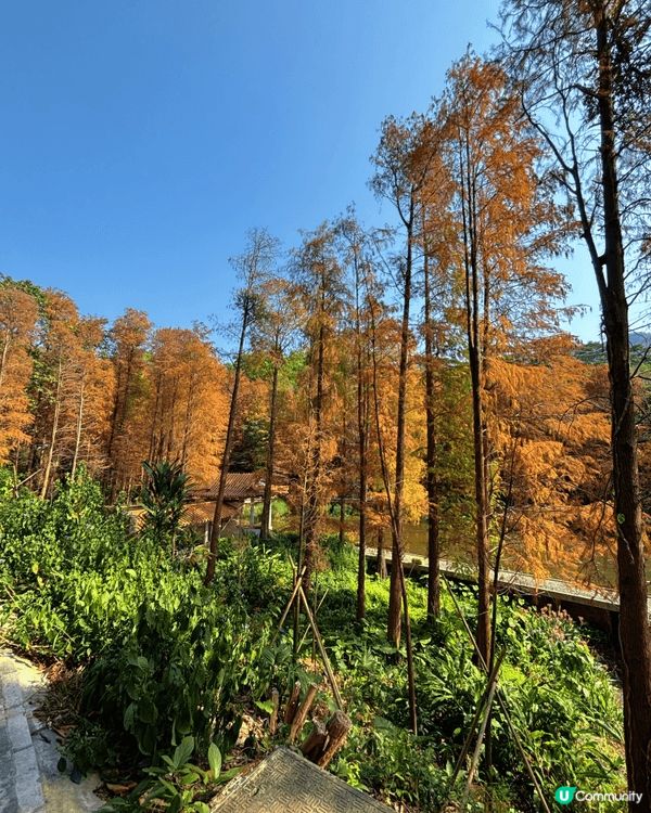 去深圳仙湖公園睇紅葉 🍁,真係一個好chill嘅活動!每年十...