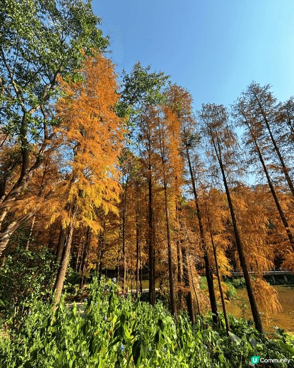 去深圳仙湖公園睇紅葉 🍁,真係一個好chill嘅活動!每年十...