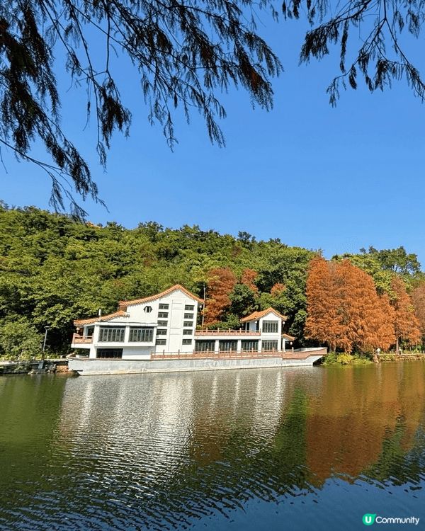 去深圳仙湖公園睇紅葉 🍁,真係一個好chill嘅活動!每年十...