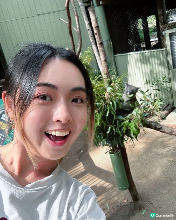 澳洲布里斯班唯一免費睇樹熊😍🐨