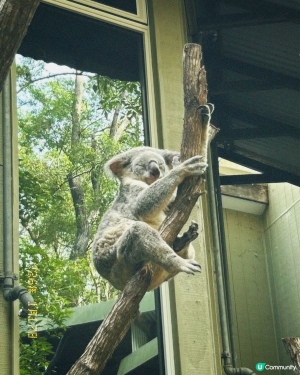 澳洲布里斯班唯一免費睇樹熊😍🐨