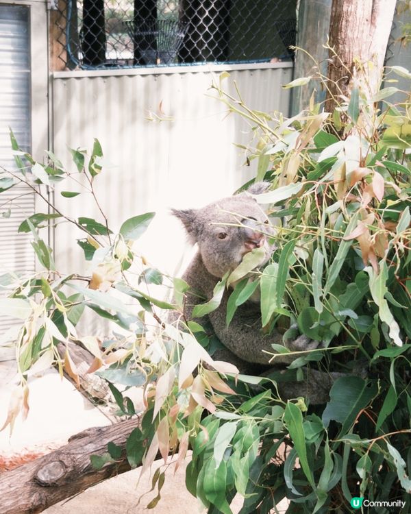 澳洲布里斯班唯一免費睇樹熊😍🐨