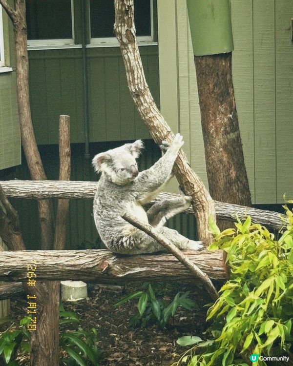 澳洲布里斯班唯一免費睇樹熊😍🐨