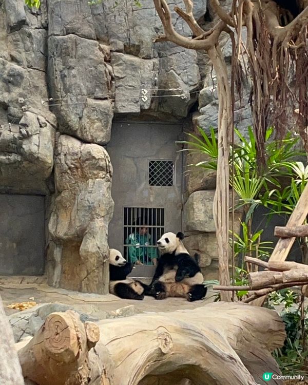 熊貓/纜車/Sanrio打卡攻略 🐼 必去位！