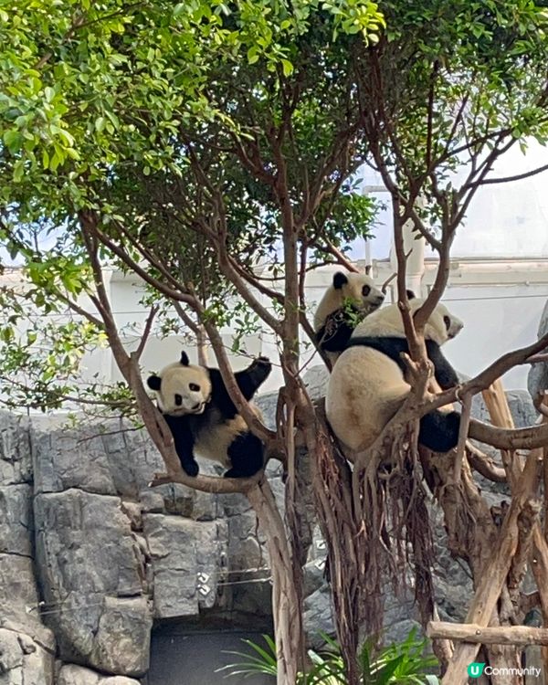 熊貓/纜車/Sanrio打卡攻略 🐼 必去位！