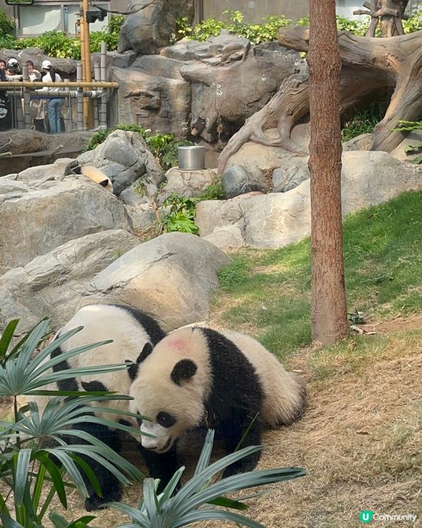 熊貓/纜車/Sanrio打卡攻略 🐼 必去位！