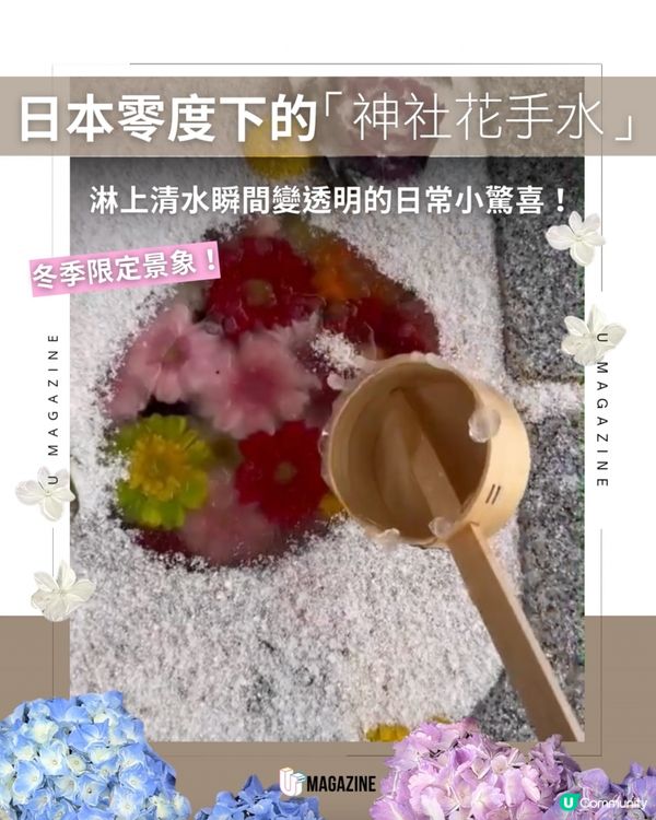 日本神社冬季限定「結冰花手水」！
