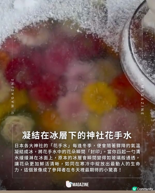 日本神社冬季限定「結冰花手水」！