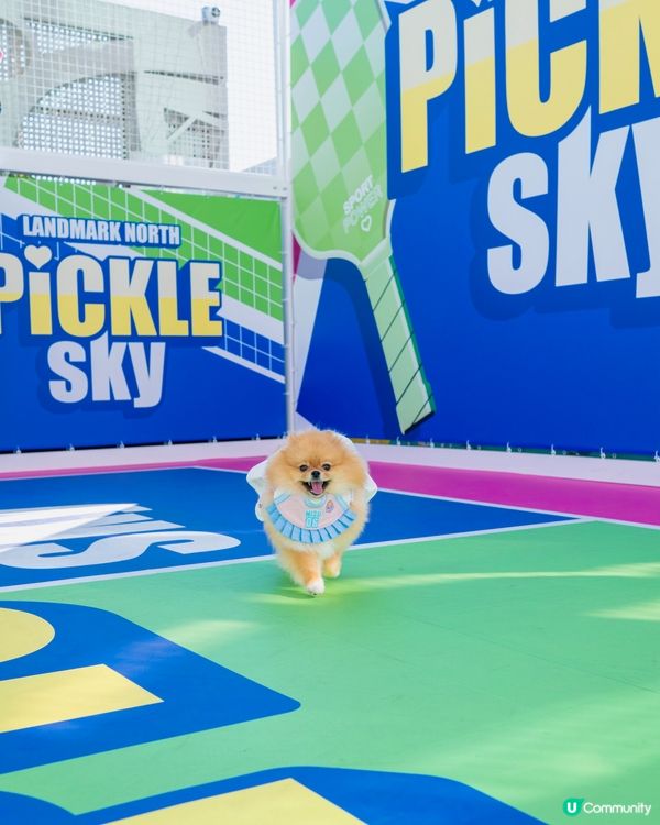 上水廣場寵物匹克球日！🐶🎾