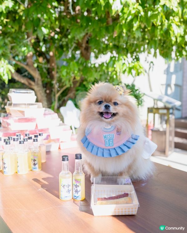 上水廣場寵物匹克球日！🐶🎾