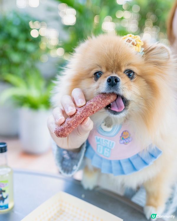 上水廣場寵物匹克球日！🐶🎾