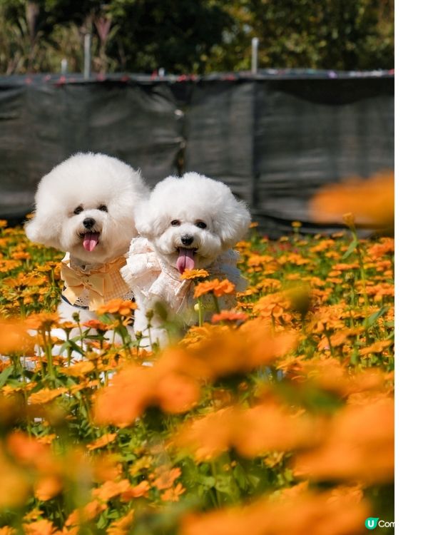 香港花海🌼💛