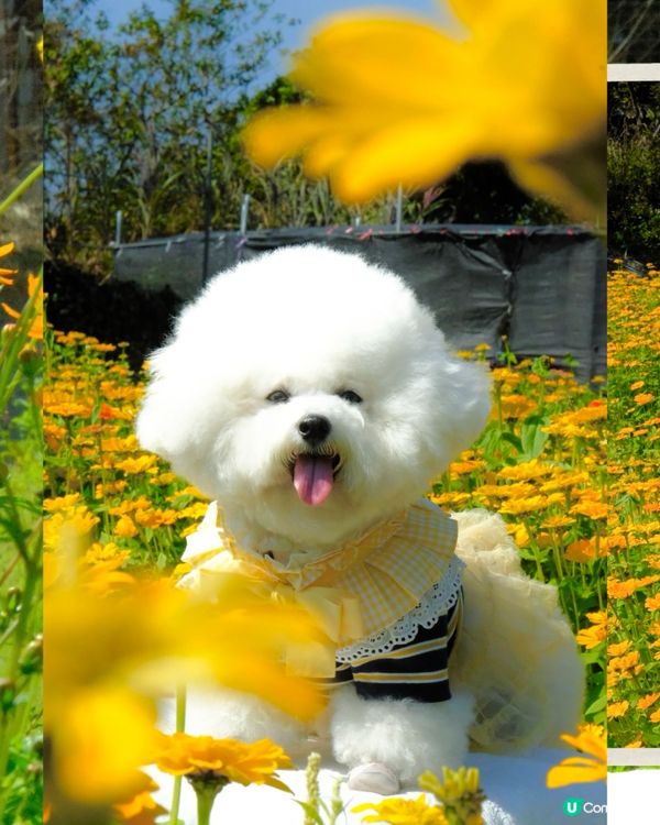 香港花海🌼💛