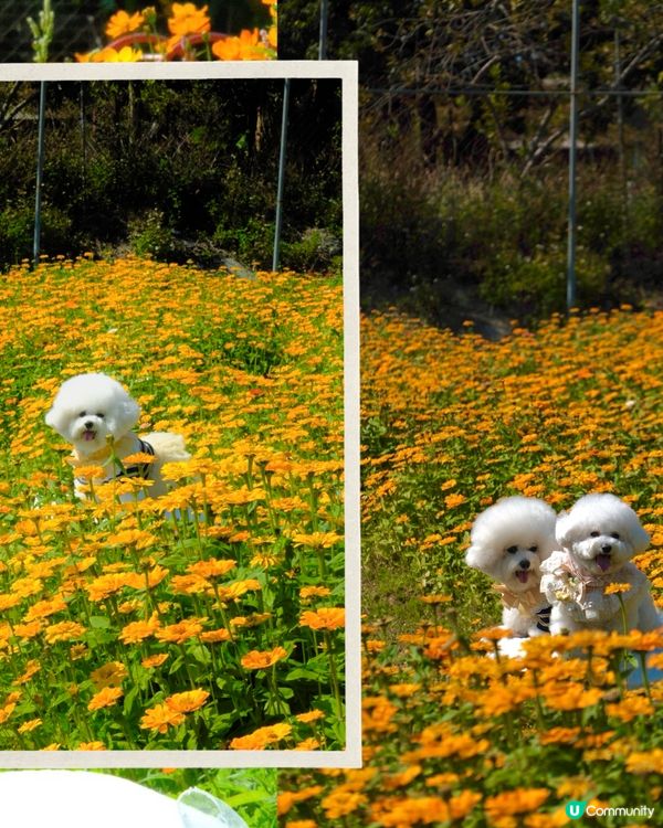 香港花海🌼💛