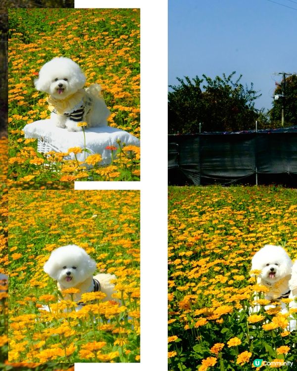 香港花海🌼💛