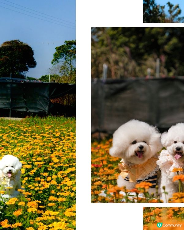 香港花海🌼💛
