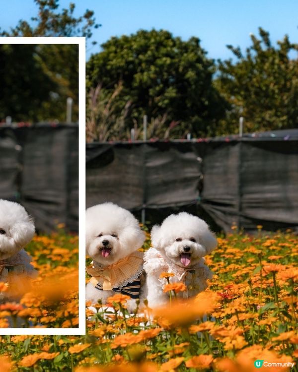 香港花海🌼💛