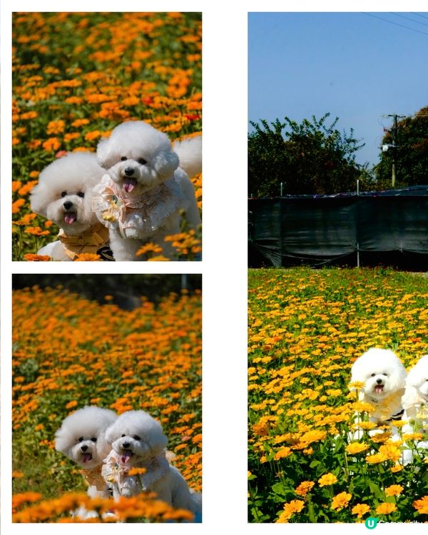 香港花海🌼💛