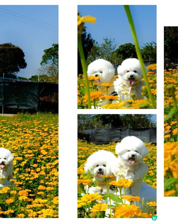 香港花海🌼💛