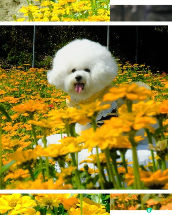 香港花海🌼💛