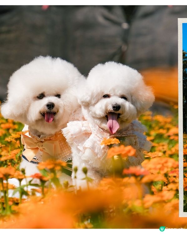 香港花海🌼💛