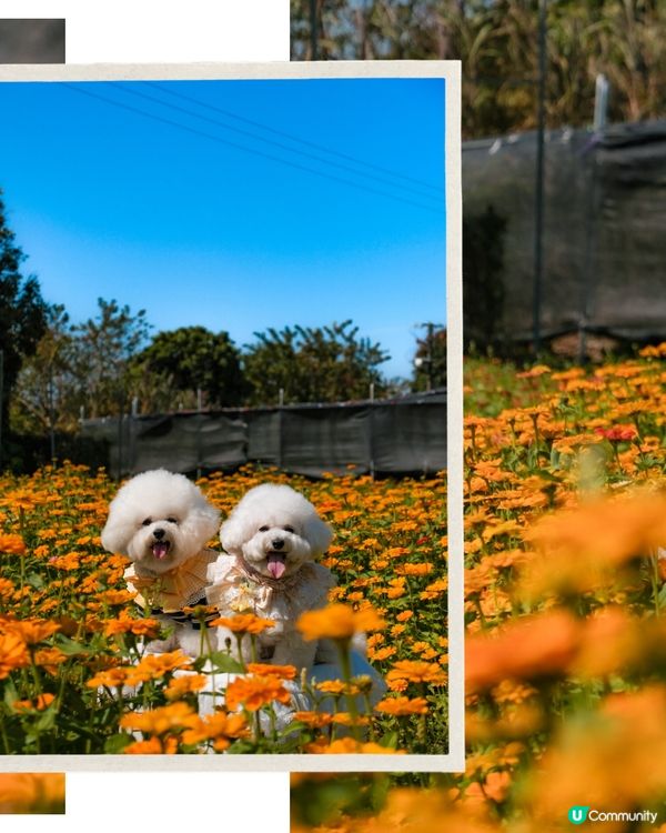 香港花海🌼💛