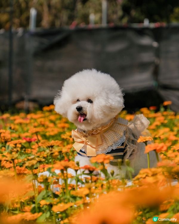 香港花海🌼💛