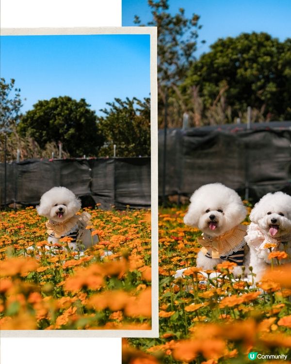 香港花海🌼💛