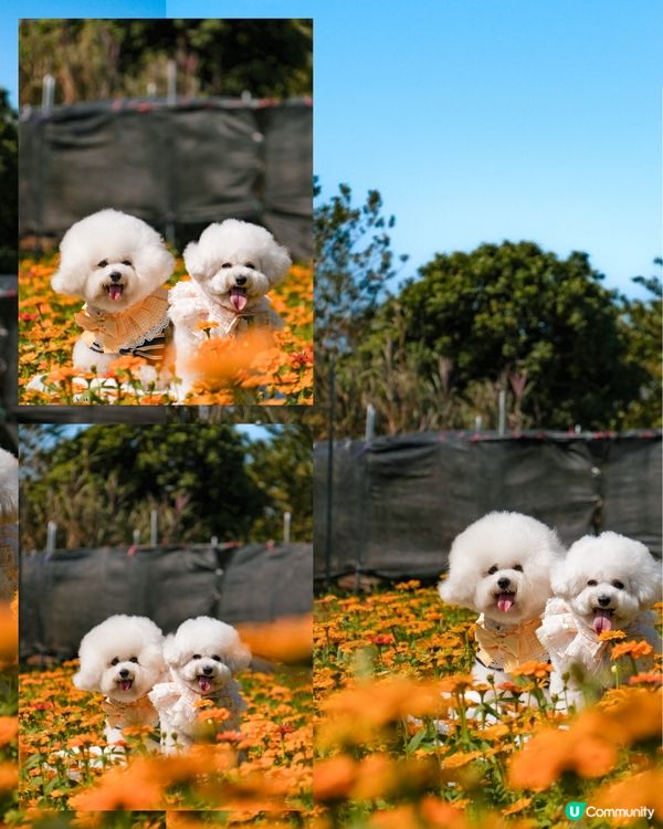 香港花海🌼💛