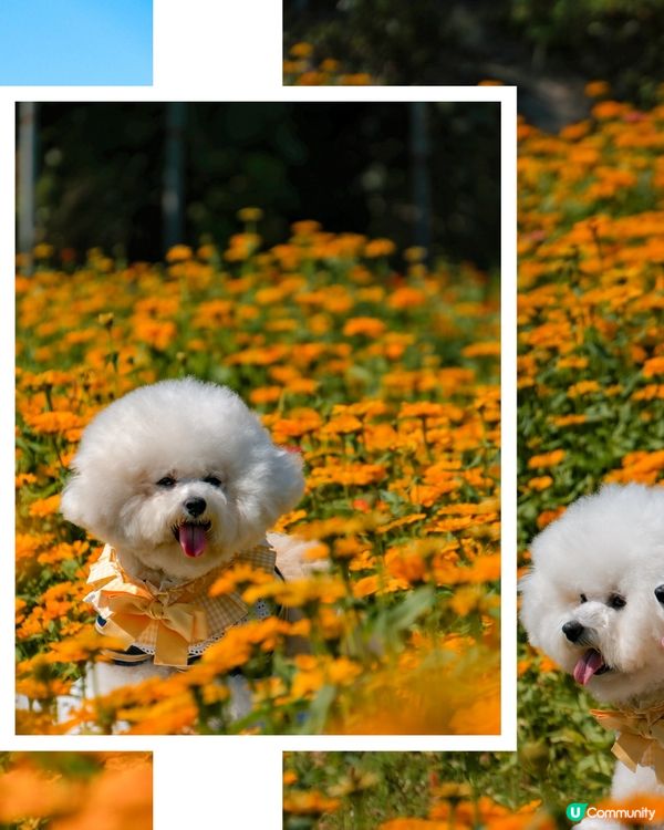 香港花海🌼💛