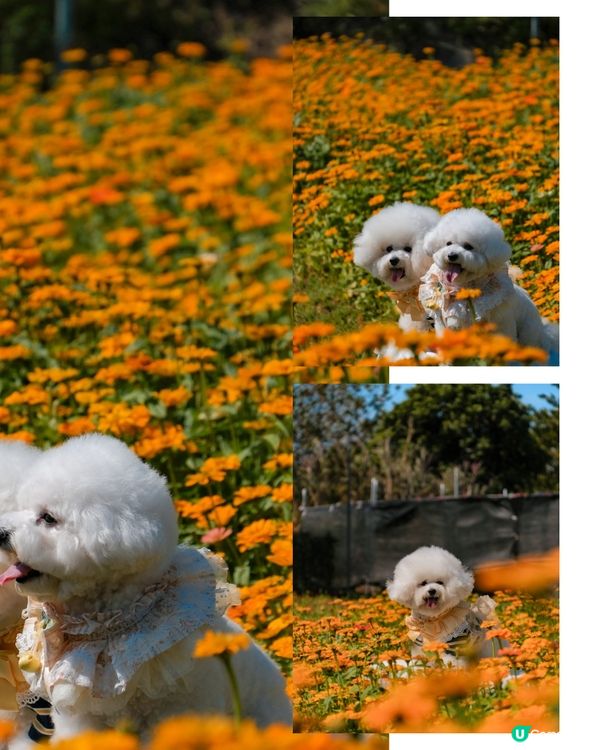 香港花海🌼💛