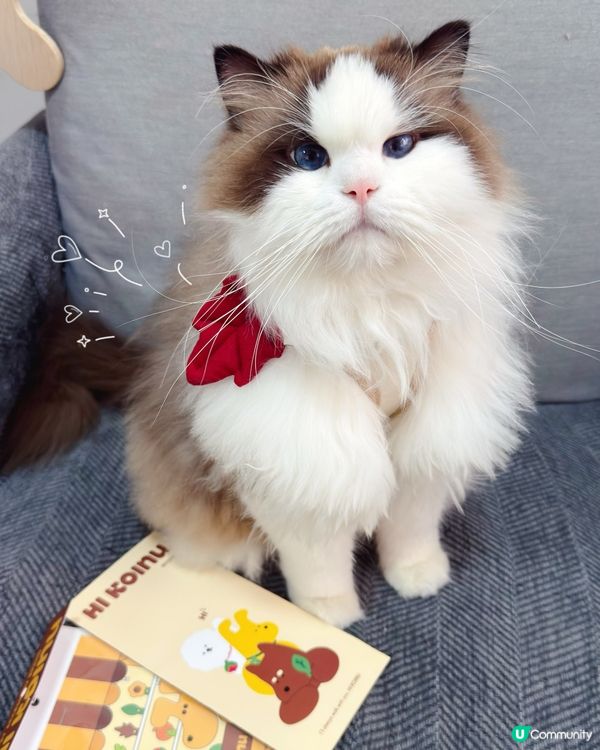 想帶貓貓扮靚靚去寵物展😻咁就要睇吓啦‼️