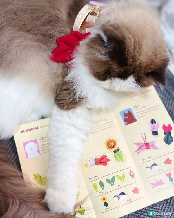 想帶貓貓扮靚靚去寵物展😻咁就要睇吓啦‼️